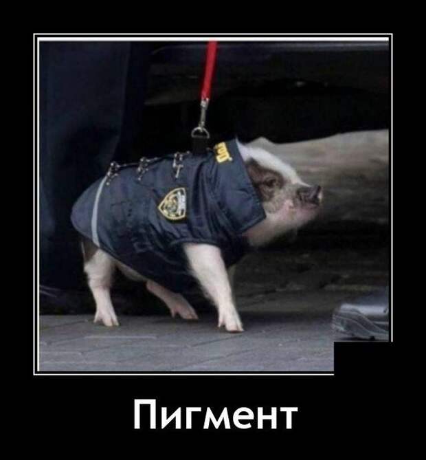 Демотиватор про свинью