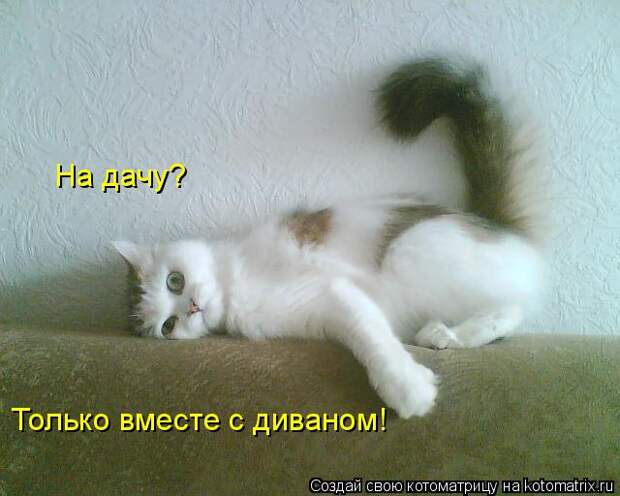 Котоматрица: На дачу?  Только вместе с диваном!