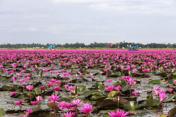 Уникальное озеро в Таиланде, усыпанное красными лотосами 
