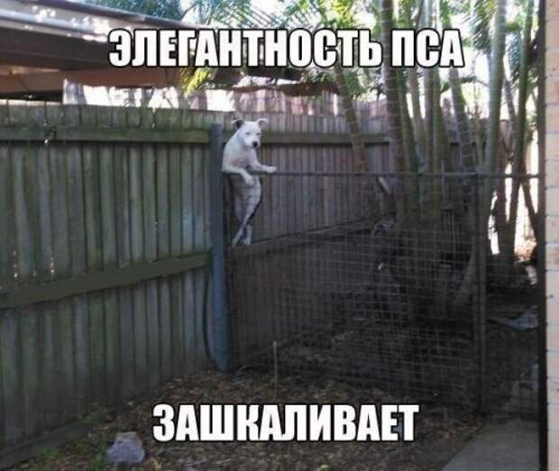 Прикольные фотомемы для настроения (31 шт)
