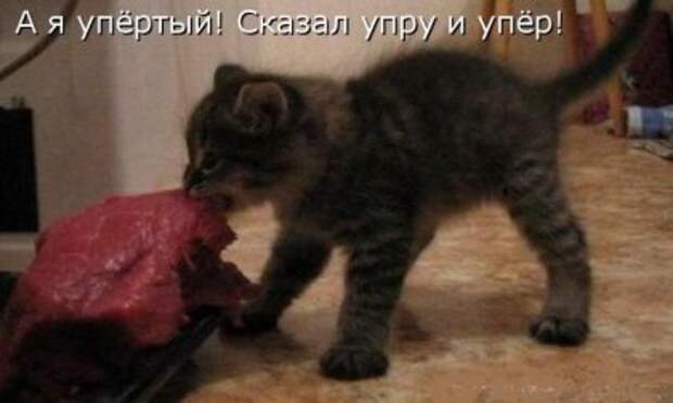 Котоматрицы: Мысли вслух