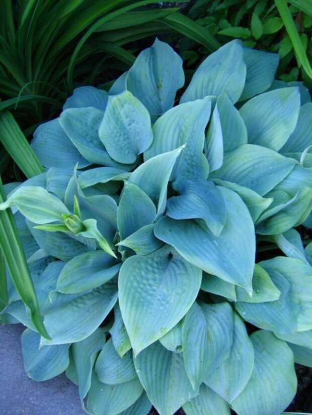 476541f9df.19-fragrant-blue.jpg