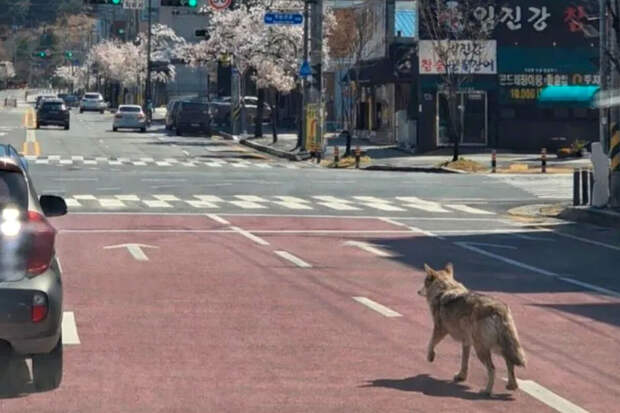 Yonhap: власти Южной Кореи поймали сбежавшего из зоопарка волка