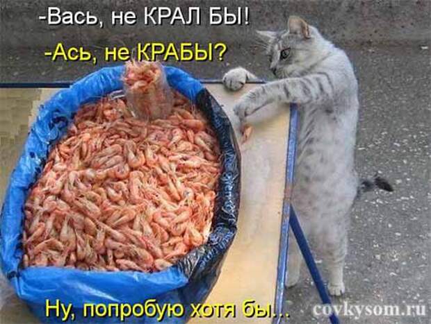 Кулинарные котоматрицы