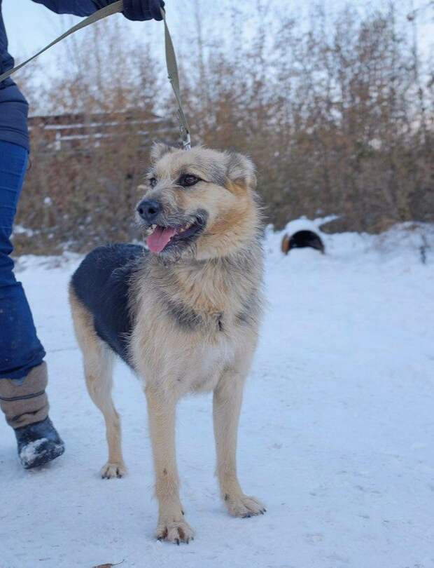 Худая собака без лапы месяцами скиталась по городу Худая собака без лапы месяцами скиталась по городу инвалид, лапа, собака, терьер