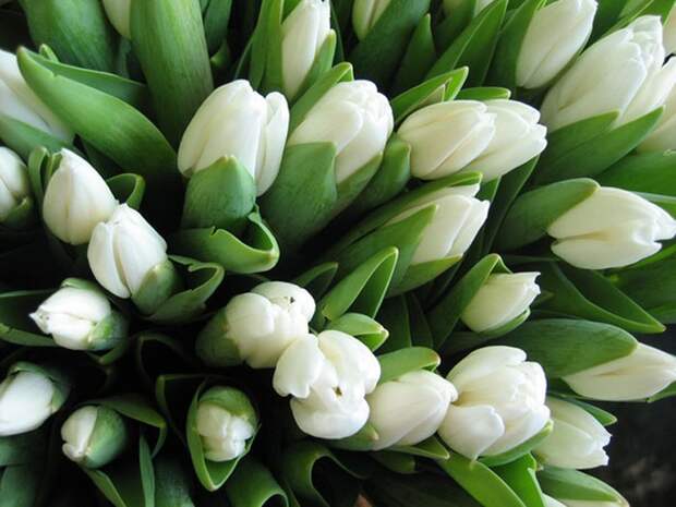 букет белых тюльпанов