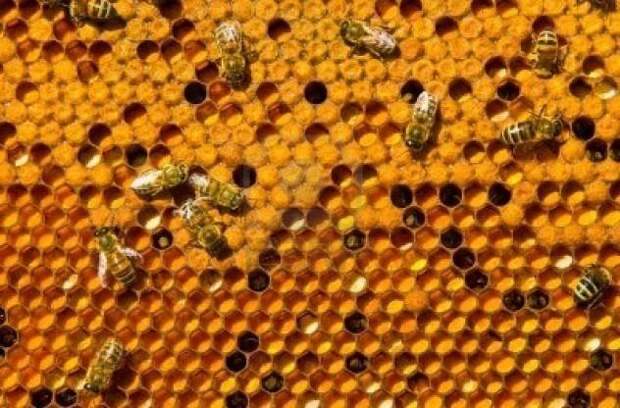 Фото. Гибнут пчелы