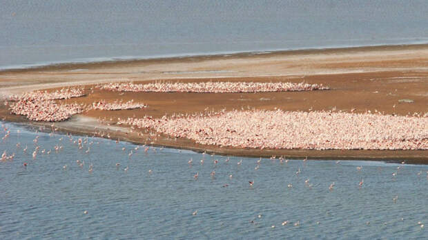 Коргалжынский заповедник: колония розовых фламинго в Центральном Казахстане