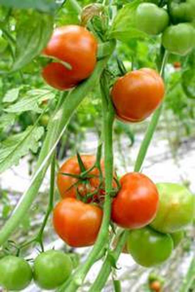 Помидоркино РФ