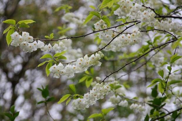 Халезия, или Галезия каролинская (halesia carolina)