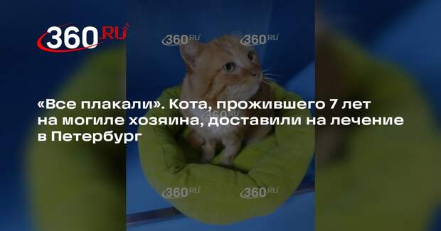 Кота Хатико, 7 лет жившего на могиле хозяина, доставили на лечение в Петербург