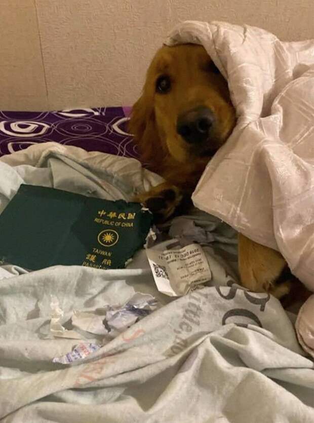 Собака съела паспорт и спасла жизнь хозяйке
