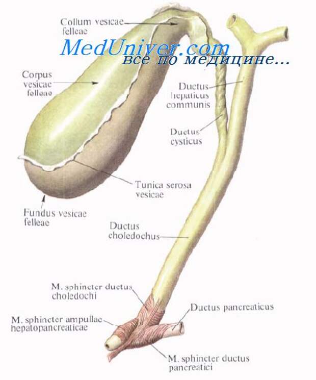 Желчный пузырь латынь. Желчный пузырь анатомия. Желчный пузырь анатомия человека. Желчный пузырь и протоки анатомия. УЗИ анатомия желчного пузыря.
