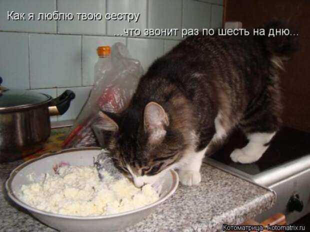 Котоматрицы(картинки с подписями)