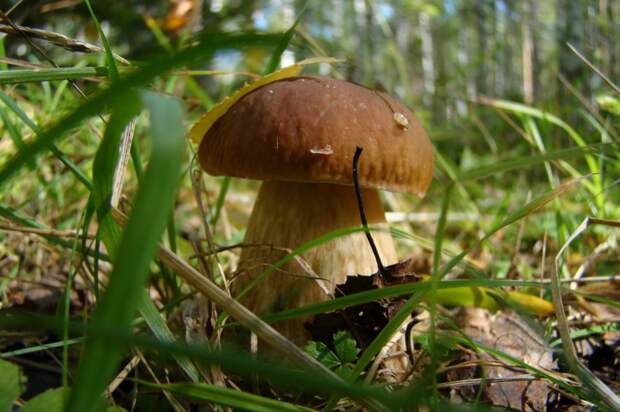 Грибное место  грибы, природа, крсота