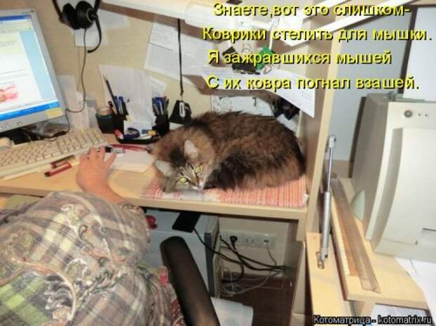 Новая котоматрица для всех (38 фото)