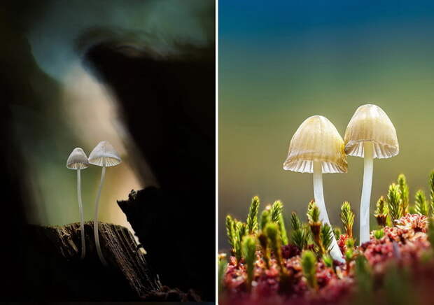 Грибы в фотографиях Martin Pfister Грибы в фотографиях Martin Pfister