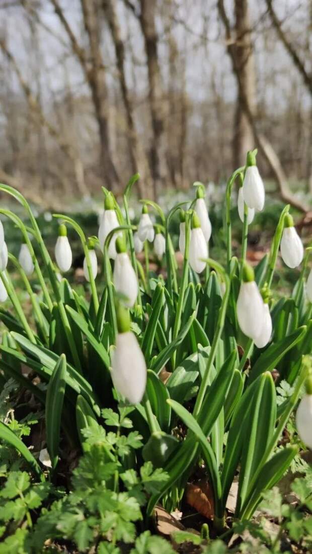 С первым днём весны!