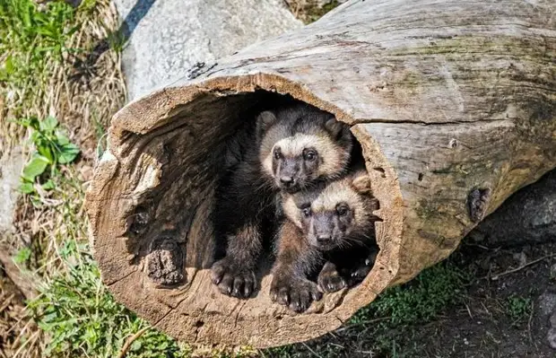 Самое безрассудное и злое животное нашей страны