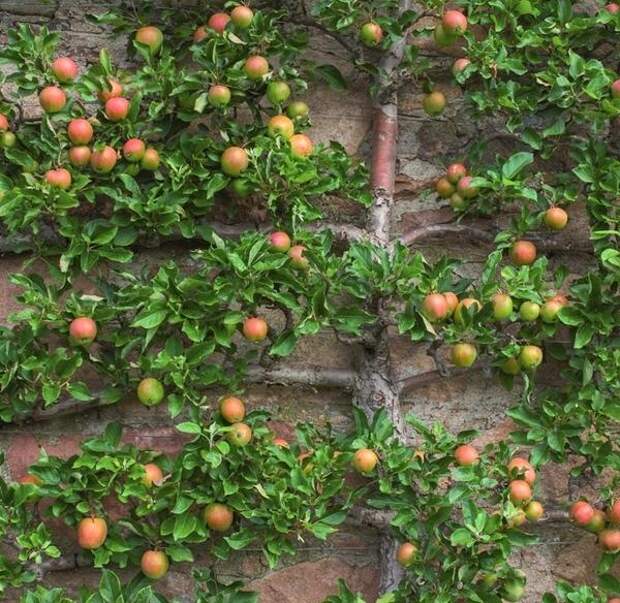 Представьте: выходите вы из дома и срываете спелое яблоко, которое растет прямо на стене.