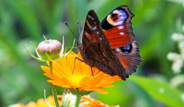 Фото: Бабочка павлиний глаз