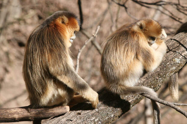 Фото: © Bin Yang, James R. Anderson, and Bao-Guo Li/ Current Biology 26