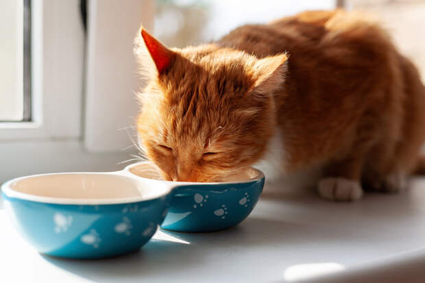 Чем кормить кошку: как выбрать полезный корм для своего питомца