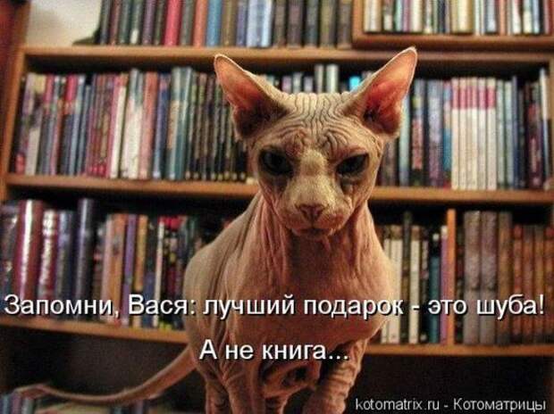 Котоматрицы (забавные картинки с надписями)