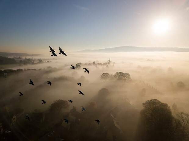 Главные победители Wildlife Photographer of the Year