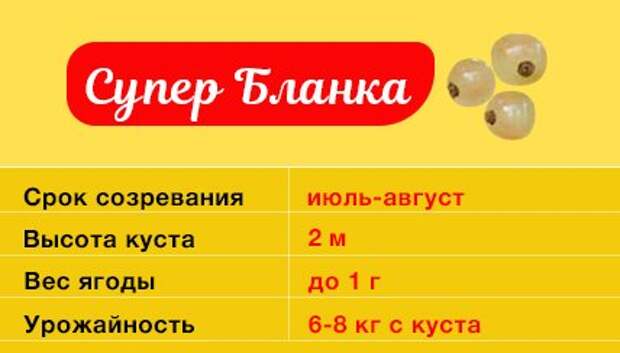 Смородина Супер Бланка