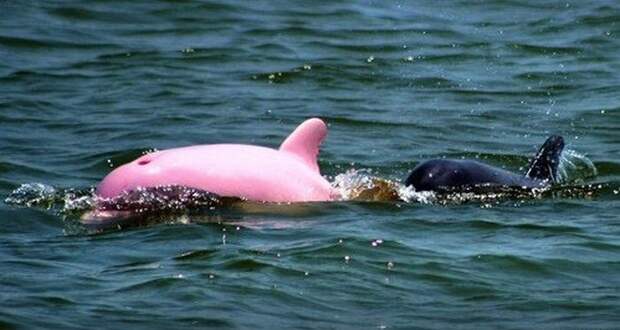 7. В природе встречаются розовые дельфины интересное, факты