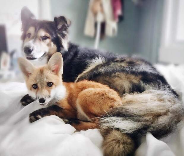 Поразительный случай: лиса и пёс стали лучшими друзьями! животные, лиса, собака