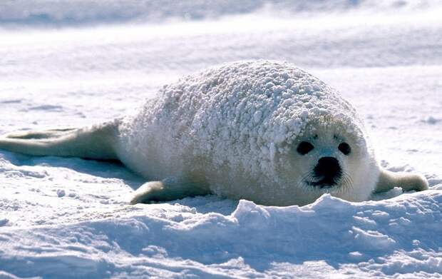 гренландский тюлень детеныш (белек) в снегу фото