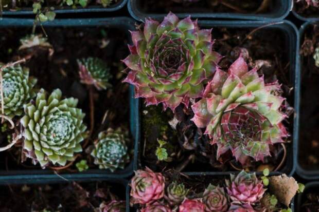 Растение-легенда: почему молодило веками очаровывает садоводов