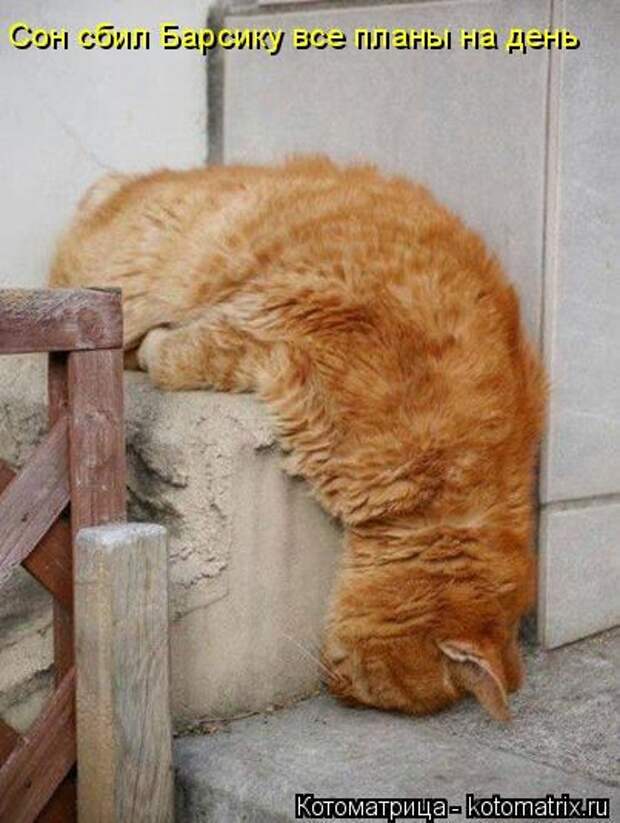 Котоматрицы(картинки с надписями)