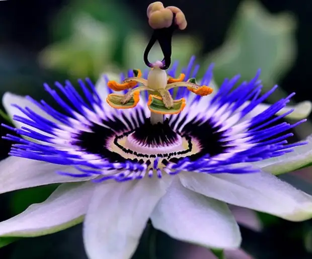Уникальный цветок Пассифлора (Passiflora alata)