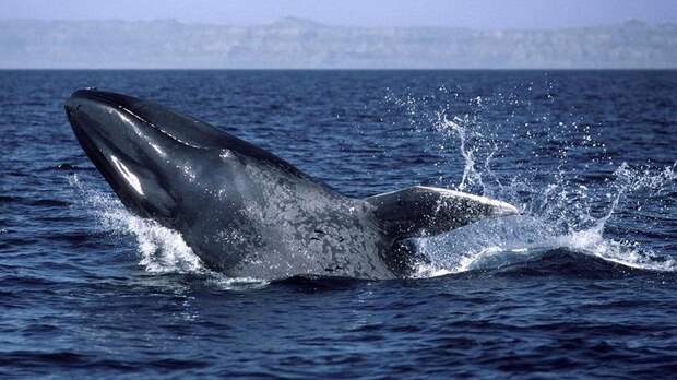 Все о синем ките, факты, описание, фото