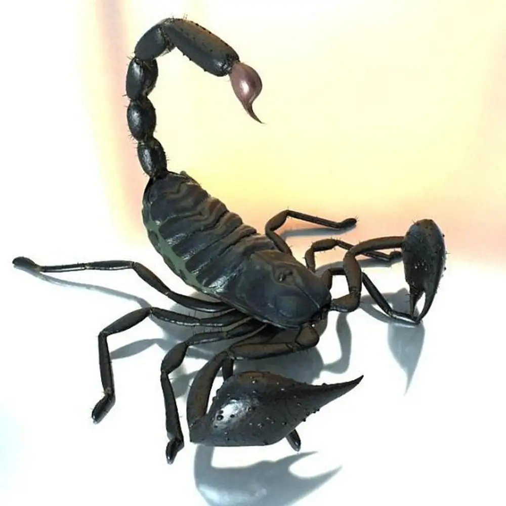 Скорпион статуэтка. Scorpion 24. Подвеска скорпион золото. Scorpion 24. Сочинский скорпион.