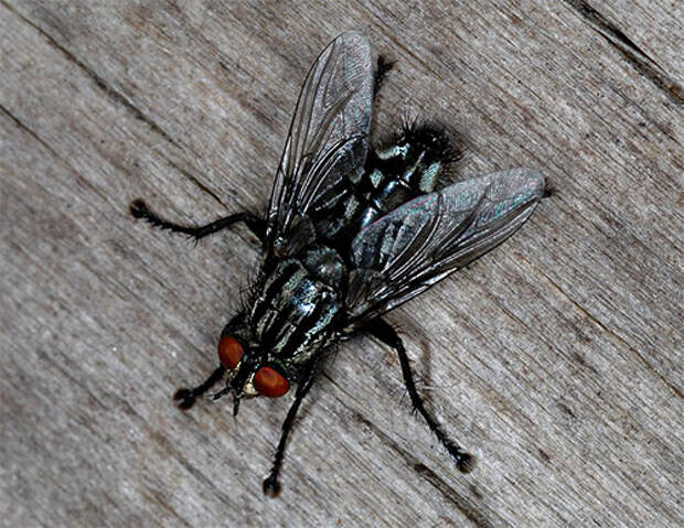 Серая мсяная муха (Sarcophagidae)