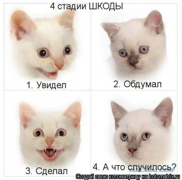 Котоматрицы