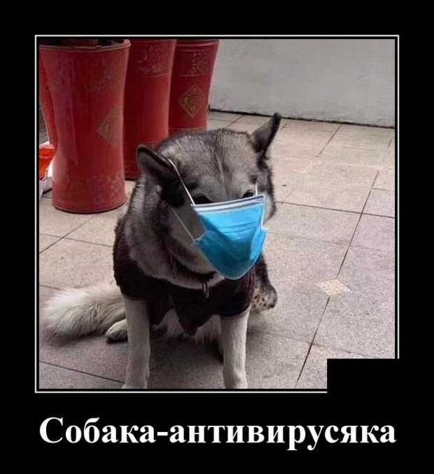 demotivatory-demotivator-smeshnye-demotivatory-demotivator-so-smyslom