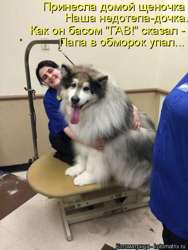 Лучшие котоматрицы недели (50 фото)