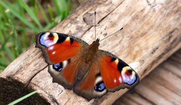 Фото: Дневная бабочка павлиний глаз