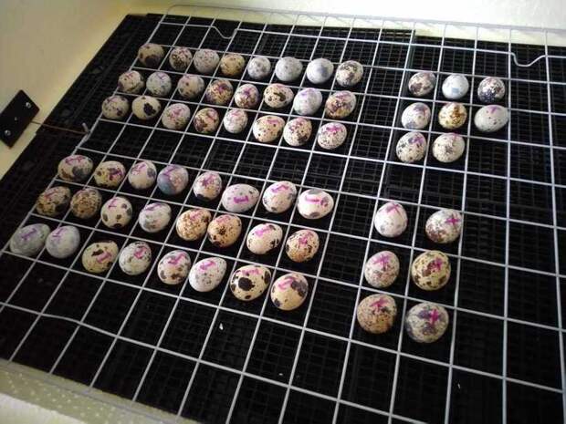 Возможно ли вывести птенцов из перепелиных яиц, купленных в «Ашане»