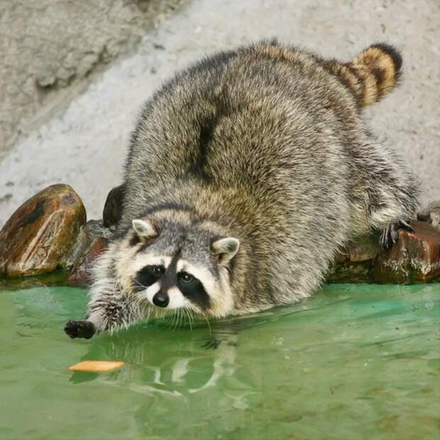 Мимими
