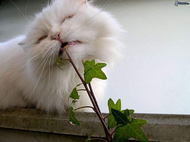 ядовитые растения для кошек