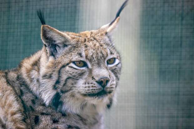 Бешеная рысь подкралась к 12-летней россиянке в детском лагере и искусала ее