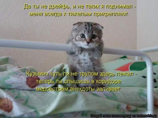 Котоматрицы(картинки с подписями)
