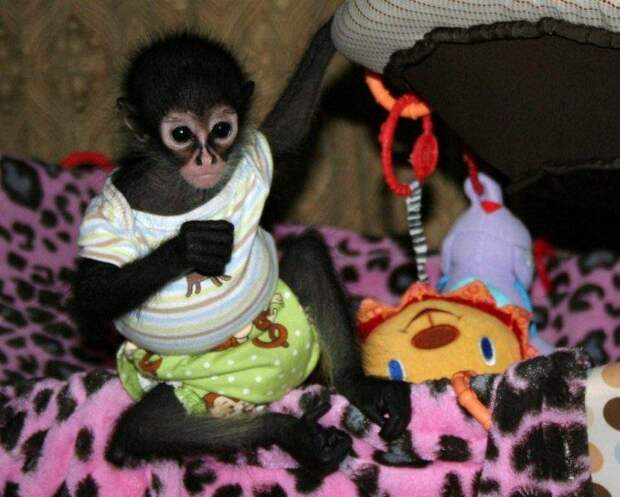 Capuchin Monkeys