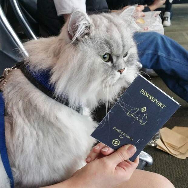 Гэндальф кот, кот-путешественник 